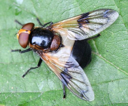 Volucella pellucens